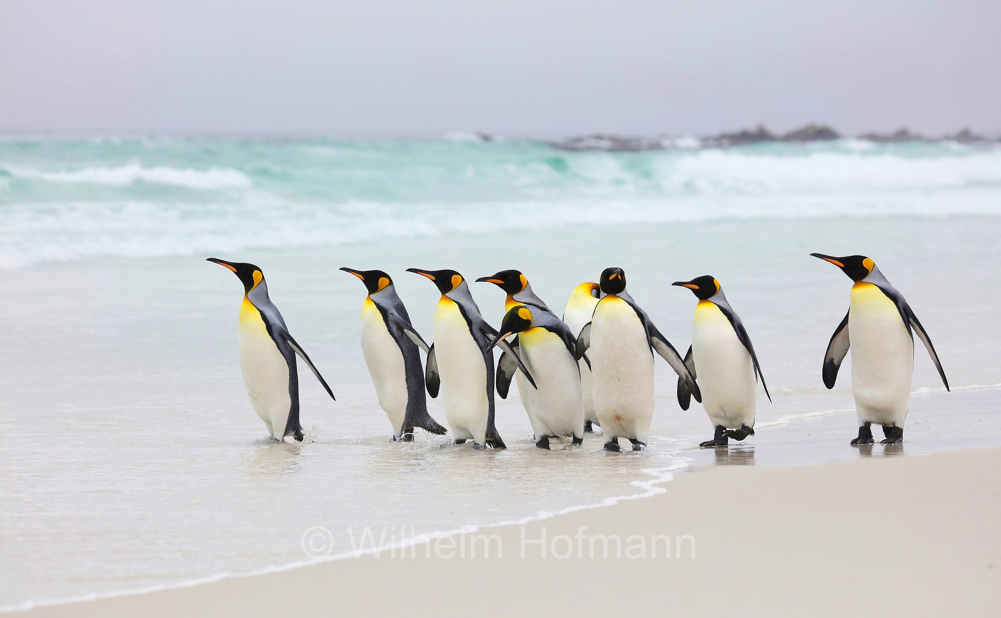 king penguin, Königspinguin, pinguino reale, Aptenodytes patagonicus, Volunteer Point, East Falkland, Ostfalkland, Falkland Orientale, Isla Soledad, Falkland Islands, Falklandinseln, Isole Falkland