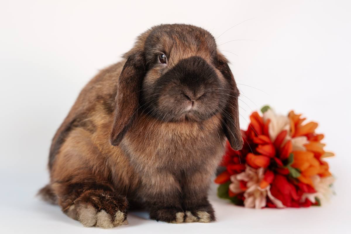 Brown rabbits sitting next to an orange flower.