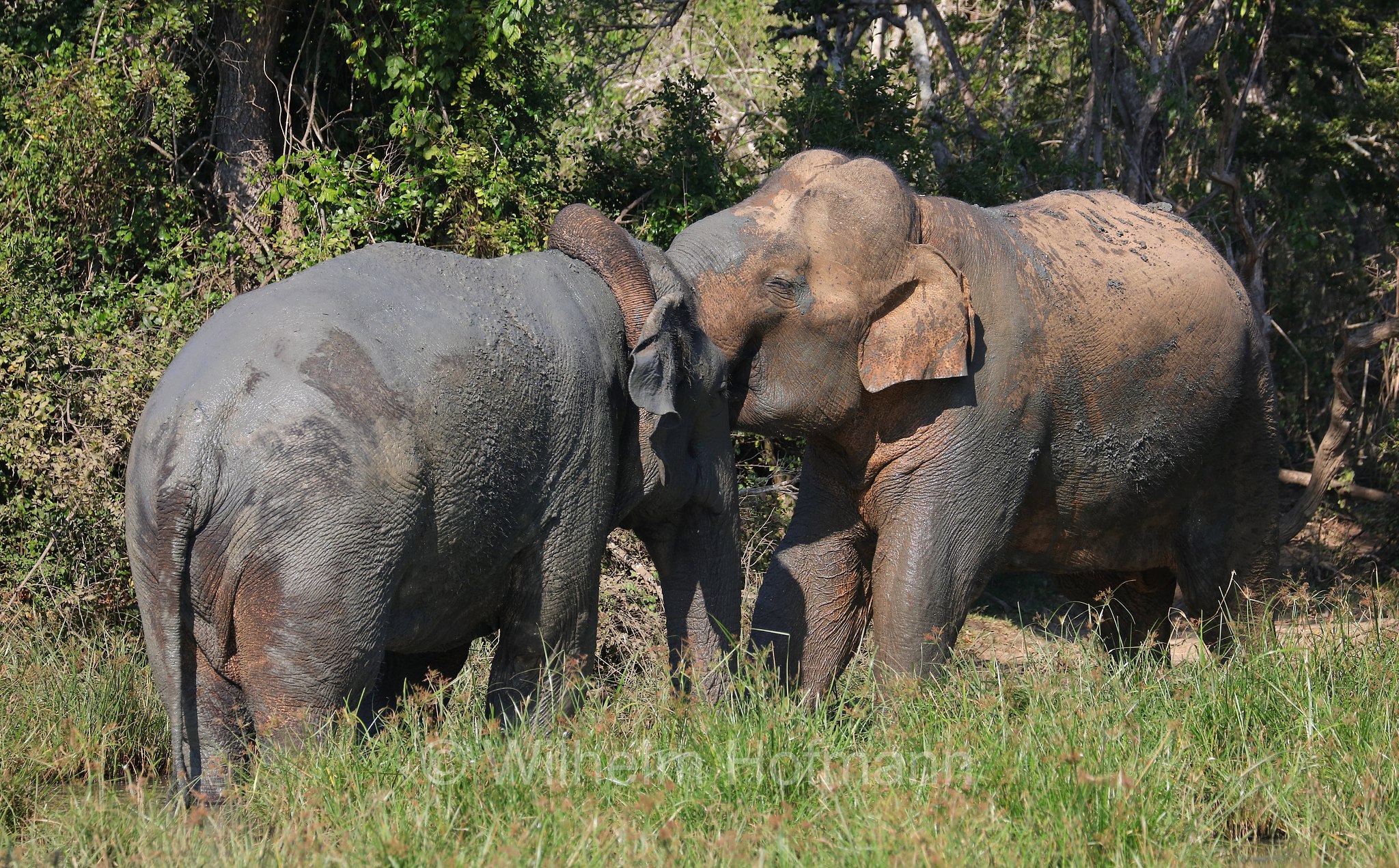 Sri Lankan elephant, Sri-Lanka-Elefant, Ceylon-Elefant, elefante dello Sri Lanka, Elephas maximus maximus, Sri Lanka, Bundala National Park, Bundala Nationalpark, Parco nazionale Bundala
