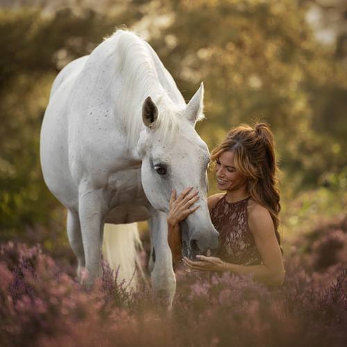 PAARDEN