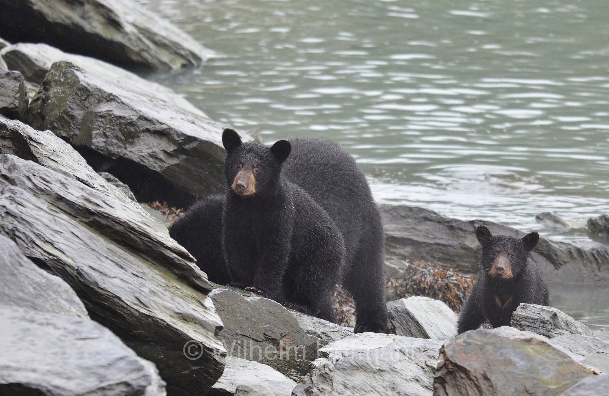 Ursus americanus, American black bear, black bear, Amerikanischer Schwarzbär, Baribal, orso nero, baribal, Solomon Gulch Hatchery, Valdez, ﻿Prince William Sound, Prinz-William-Sund, Stretto di Prince William, Alaska, USA
