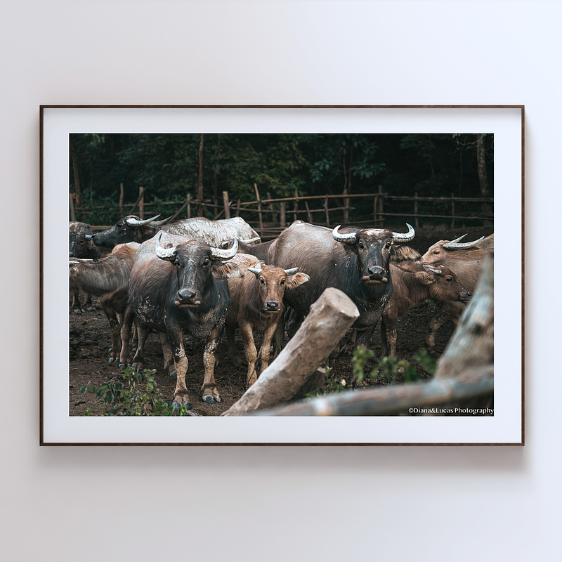 THE ONE - WILDLIFE & NATURE - "Behind the Fence" - LIMITED EDITION 5 of 5