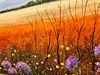 Australian Outback Wildflower Meadow