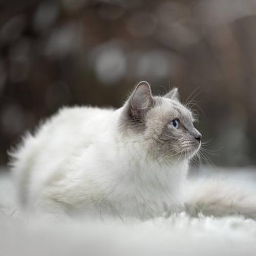 WINTERSHOOT