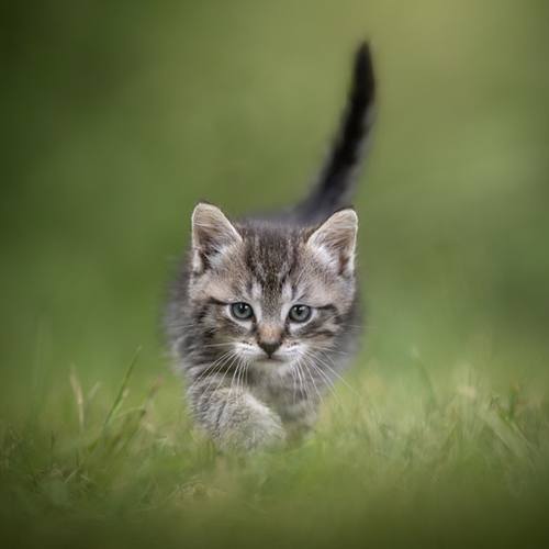 Kattenfotografie Castricum