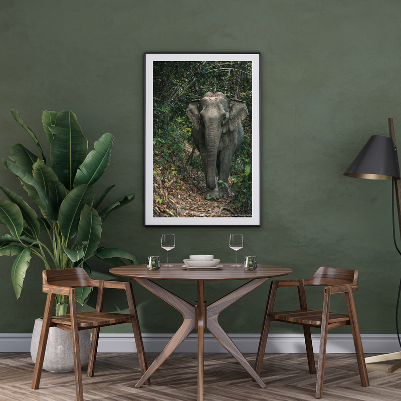 THE ONE - WILDLIFE & NATURE - "On The Path" - LIMITED EDITION 4 of 5