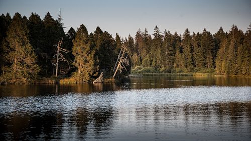 Etang de la Gruère