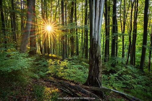 Beech forest