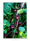 THE ONE - WILDLIFE & NATURE - "Deep Burgundy" - LIMITED EDITION 5 of 5