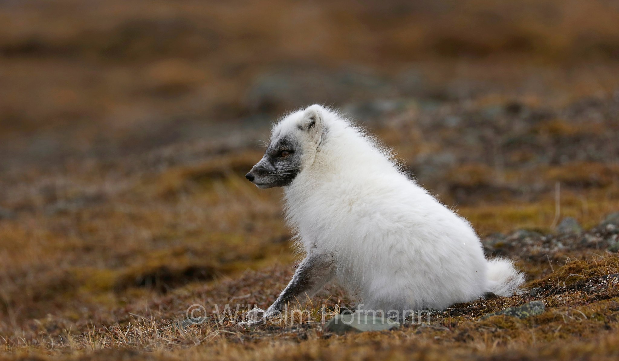 Vulpes lagopus, Alopex lagopus, Arctic fox, white fox, polar fox, snow fox, Polarfuchs, Schneefuchs, Eisfuchs, volpe artica, Björndalen Valley, Svalbard, Spitzbergen, Norway, Norwegen, Norvegia