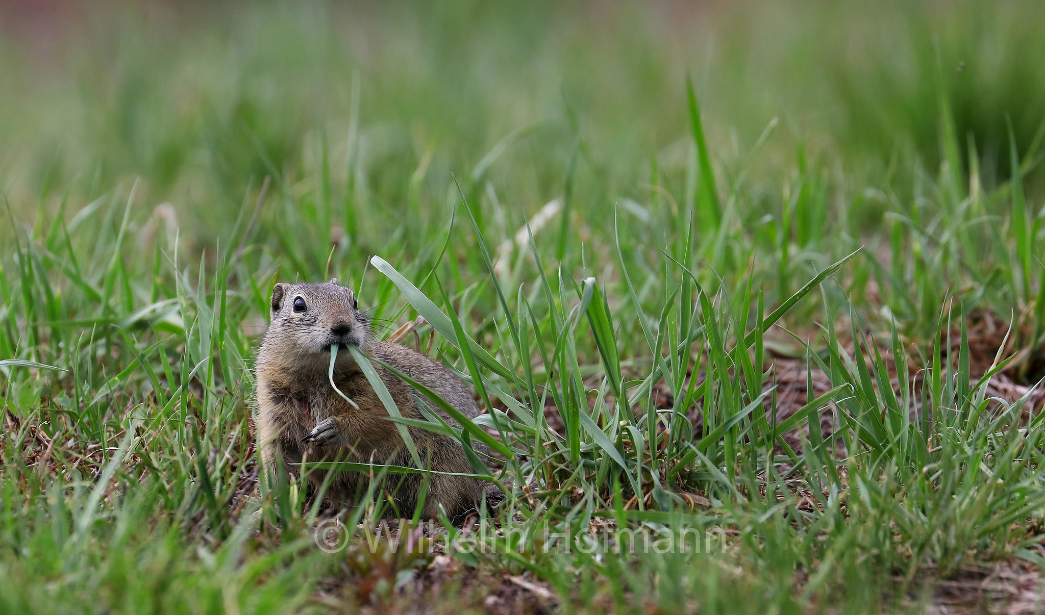 Urocitellus beldingi, Spermophilus beldingi, Belding's ground squirrel, pot gut, sage rat, picket-pin, Belding-Ziesel, scoiattolo terricolo di Belding, Sparks Lake Meadow, Oregon, USA