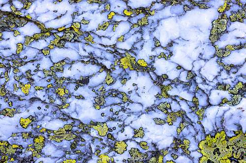 SiO2 vs. Lichens