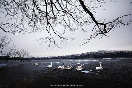 Cygnus cygnus - Whooper swan