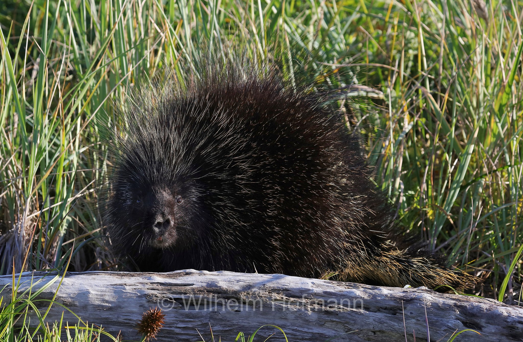 Erethizon dorsatum, North American porcupine, Canadian porcupine, Urson, Baumstachelschwein, Nordamerikanischer Baumstachler, ursone, porcospino nordamericano, Silver Salmon Creek, Lake Clark National Park, Lake Clark National Park and Preserve, Lake-Clark-Nationalpark, Parco nazionale e riserva di Lake Clark, Alaska, USA