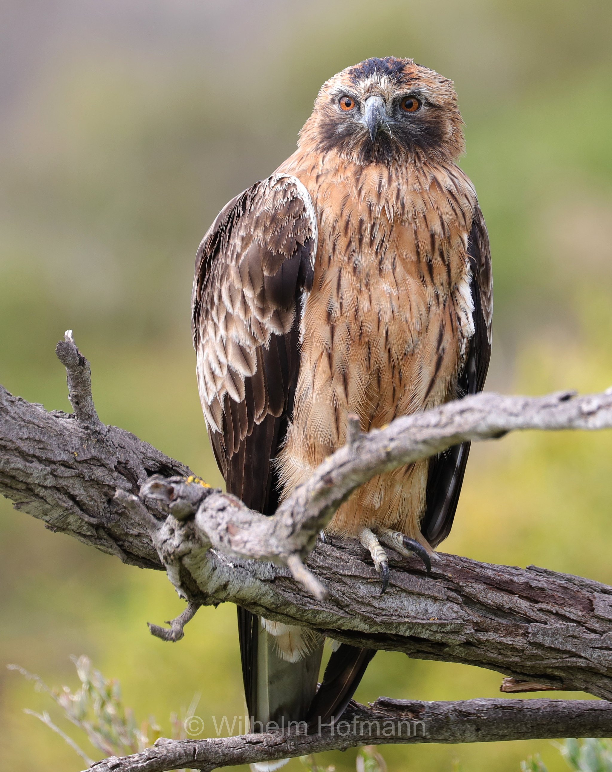 Hieraaetus morphnoides, little eagle, Kaninchenadler, Australienzwergadler, aquila minore australiana, Cape Peron, Point Peron, Western Australia, Westaustralien, Australia Occidentale, Australia, Australien