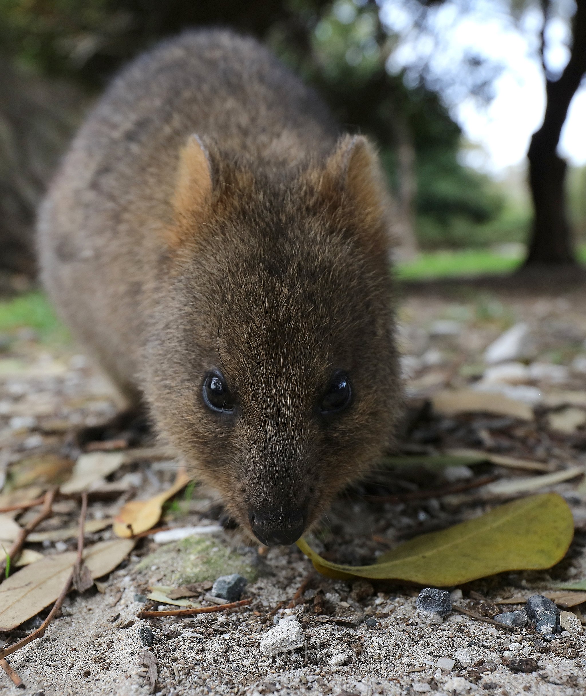 Setonix brachyurus, quokka, Quokka, Kurzschwanzkänguru, Rottnest Island, Rotto, Wadjemup, Isola Rottnest, Western Australia, Westaustralien, Australia Occidentale, Australia, Australien