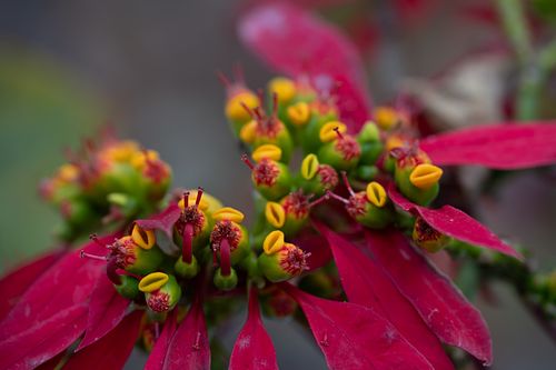 Gomera Gardens