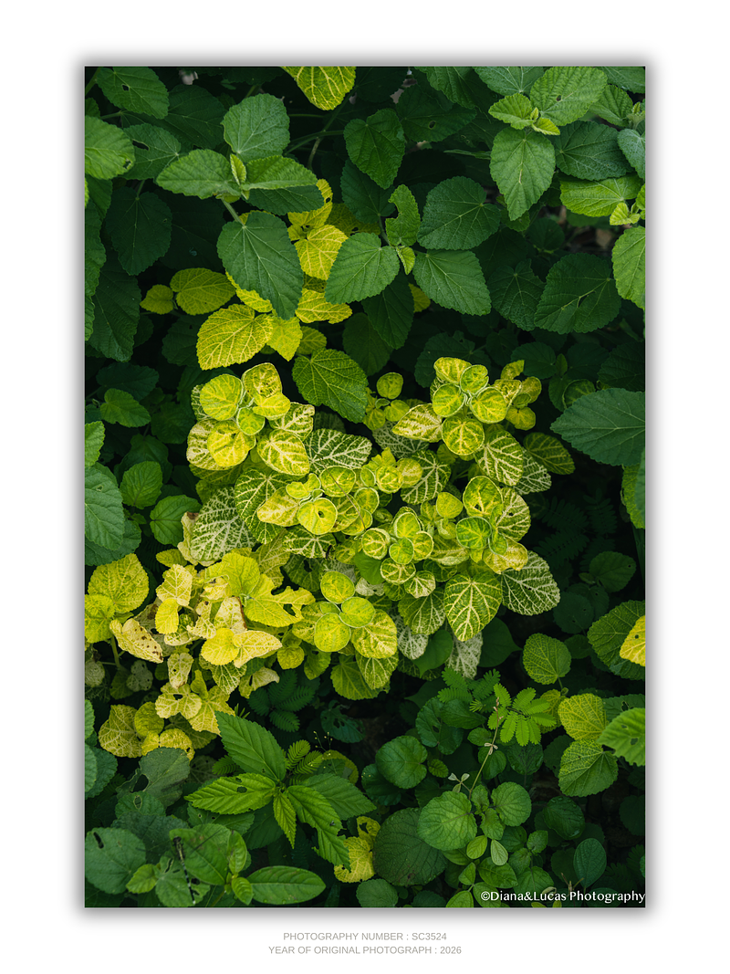 THE ONE - WILDLIFE & NATURE - "Vertical Climb" - LIMITED EDITION 5 of 5