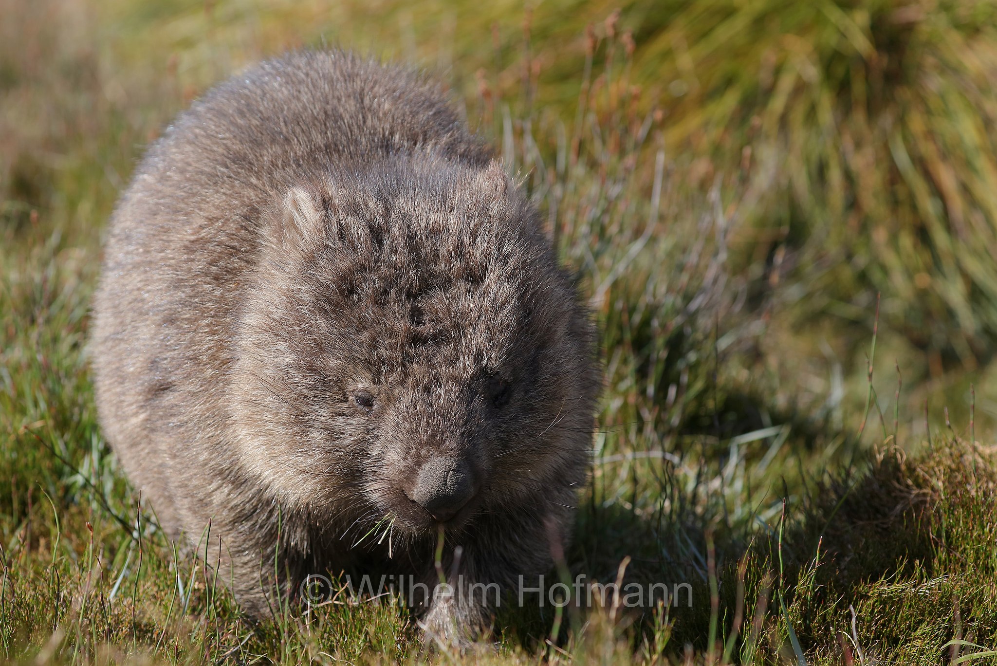 common wombat, bare-nosed wombat, Nacktnasenwombat, vombato comune, vombato dal pelo ruvido, Vombatus ursinus, Ronny Creek, Cradle Mountain National Park, Cradle Mountain-Lake St Clair National Park, Cradle-Mountain-Lake-St.-Clair-Nationalpark, Parco nazionale del monte Cradle-lago St Clair, Tasmania, Tasmanien, Australia, Australien