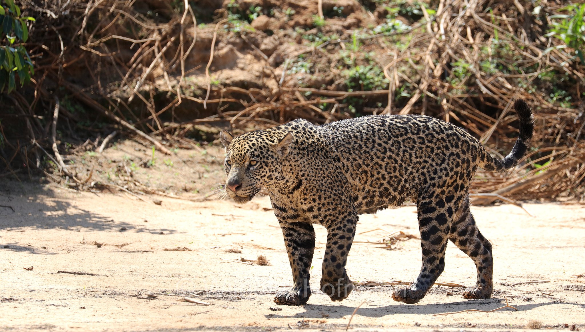 Jaguar, ﻿giaguaro, Panthera onca, Parque Estadual Encontro das Águas, Pantanal, Mato Grosso, Brazil, Brasil, Brasile, Brasilien