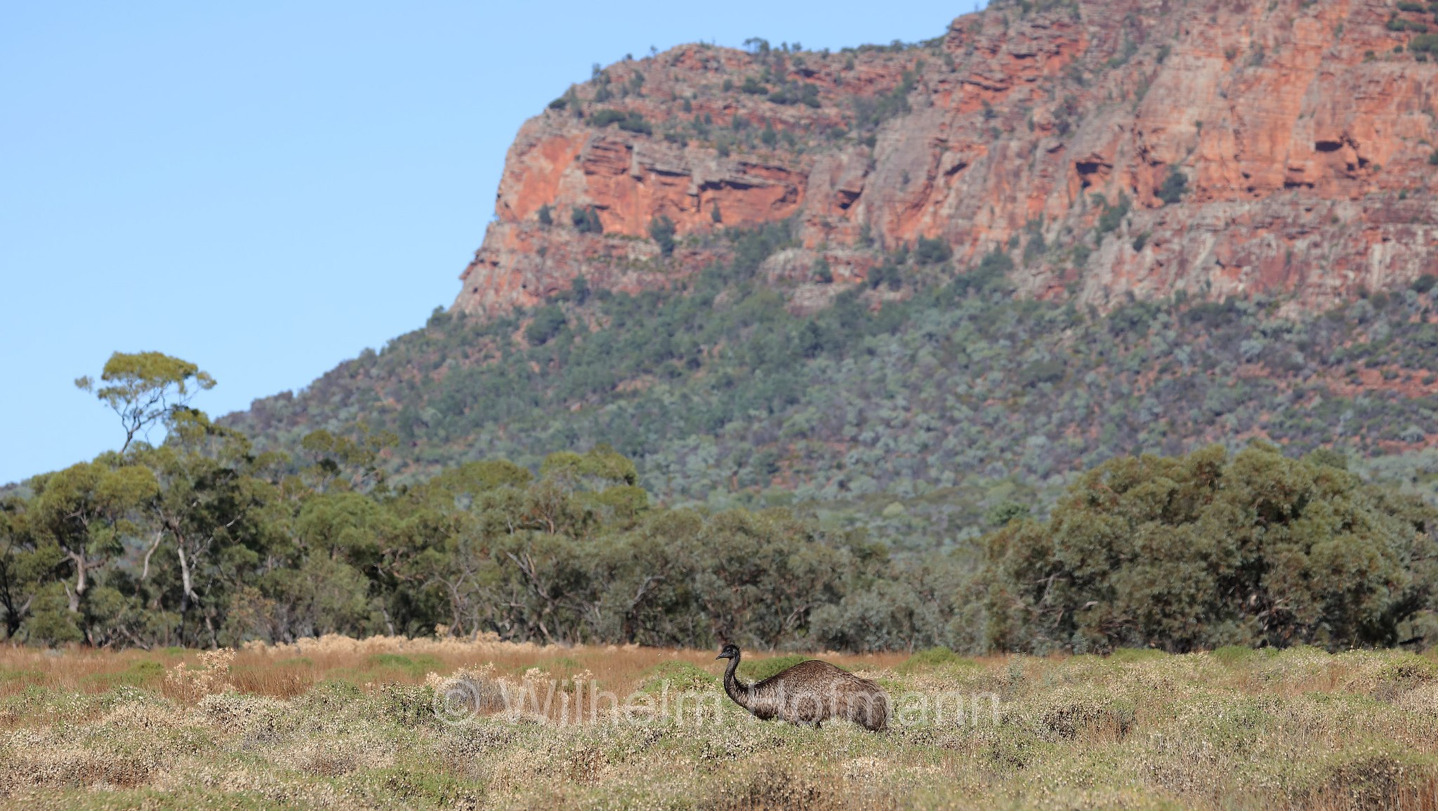 emu, Großer Emu, emù, Dromaius novaehollandiae, Arkaroo Rock Road, Ikara–Flinders Ranges National Park, Ikara-Flinderskette-Nationalpark, parco nazionale Monti Flinders, South Australia, Südaustralien, Australia Meridionale, Australia, Australien