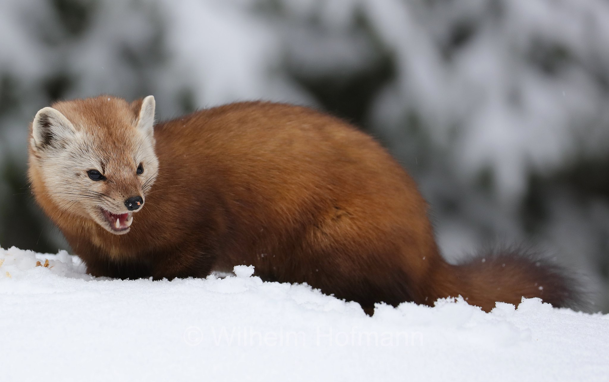 Martes americana, American marten, American pine marten, pine marten, Fichtenmarder, martora americana, Costello Creek, Algonquin Provincial Park, Parco provinciale di Algonquin, Ontario, Canada, Kanada