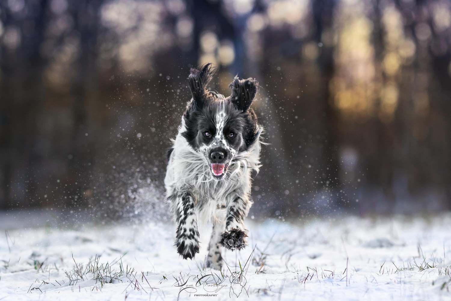 Lumi Foto