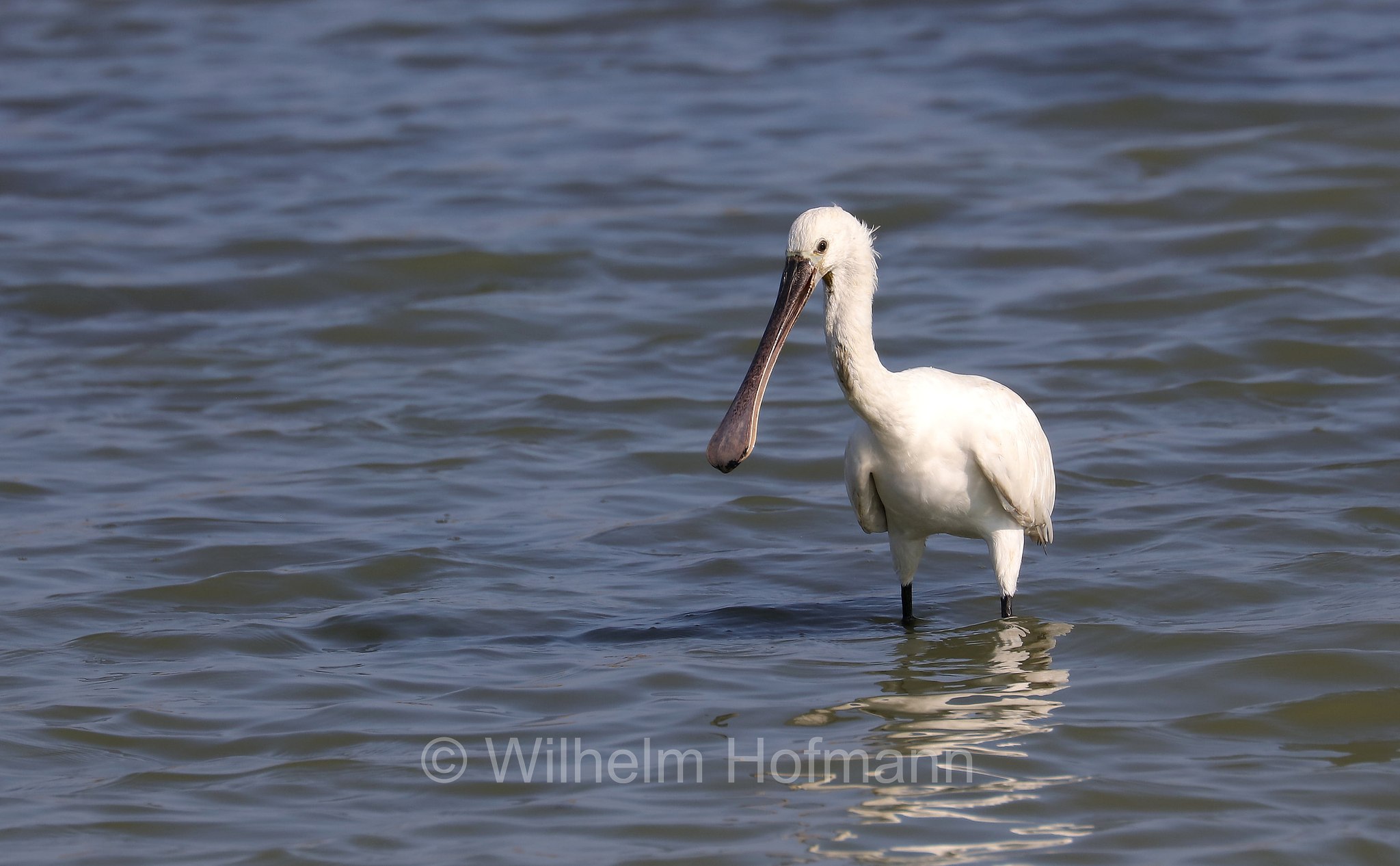 Eurasian spoonbill, common spoonbill, Löffler, Löffelreiher, spatola, spatola bianca, Platalea leucorodia, Sri Lanka, Bundala National Park, Bundala Nationalpark, Parco nazionale Bundala