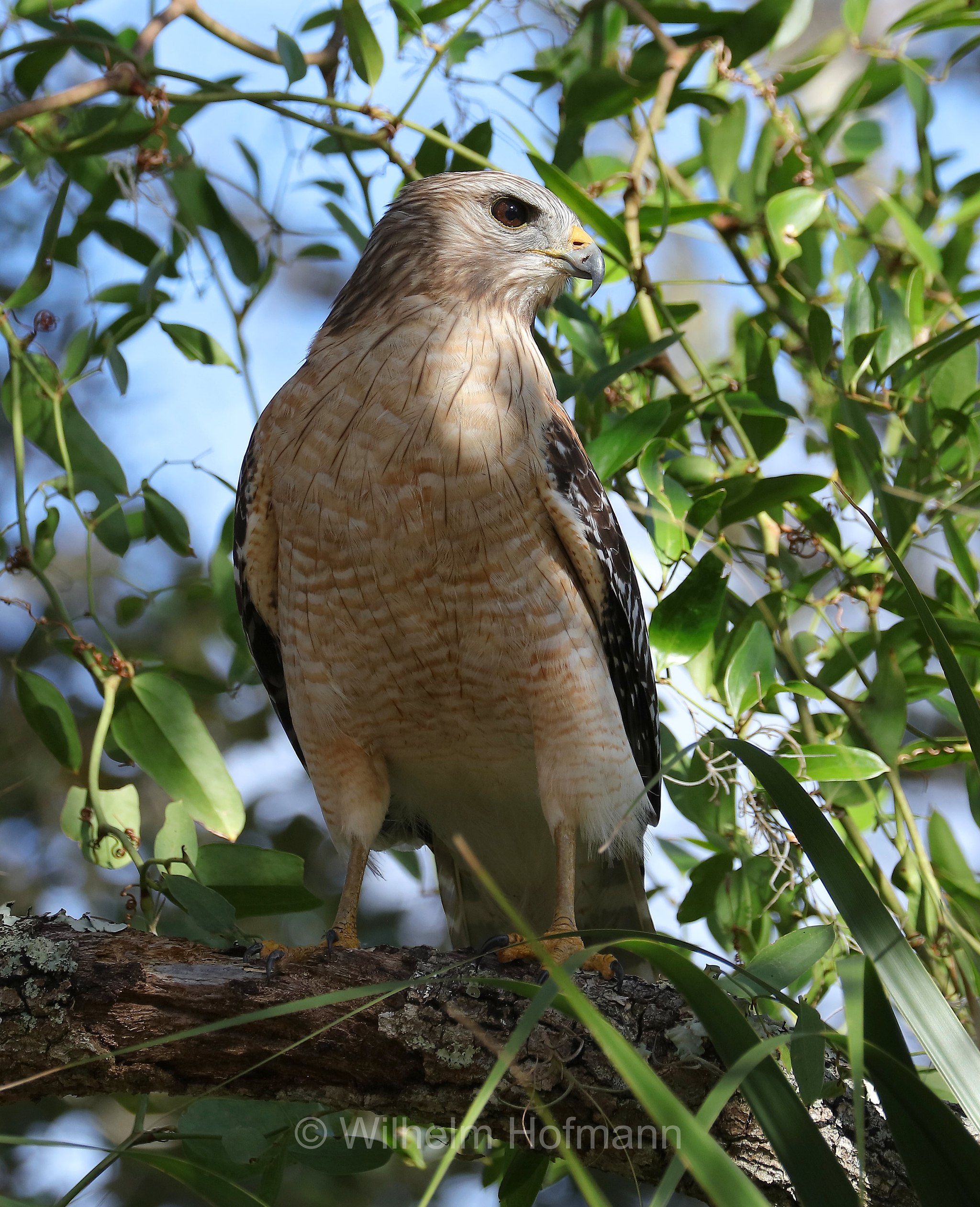 Buteo lineatus, red-shouldered hawk, Rotschulterbussard, poiana spallerosse, Kissimmee Prairie Preserve State Park, Florida, USA