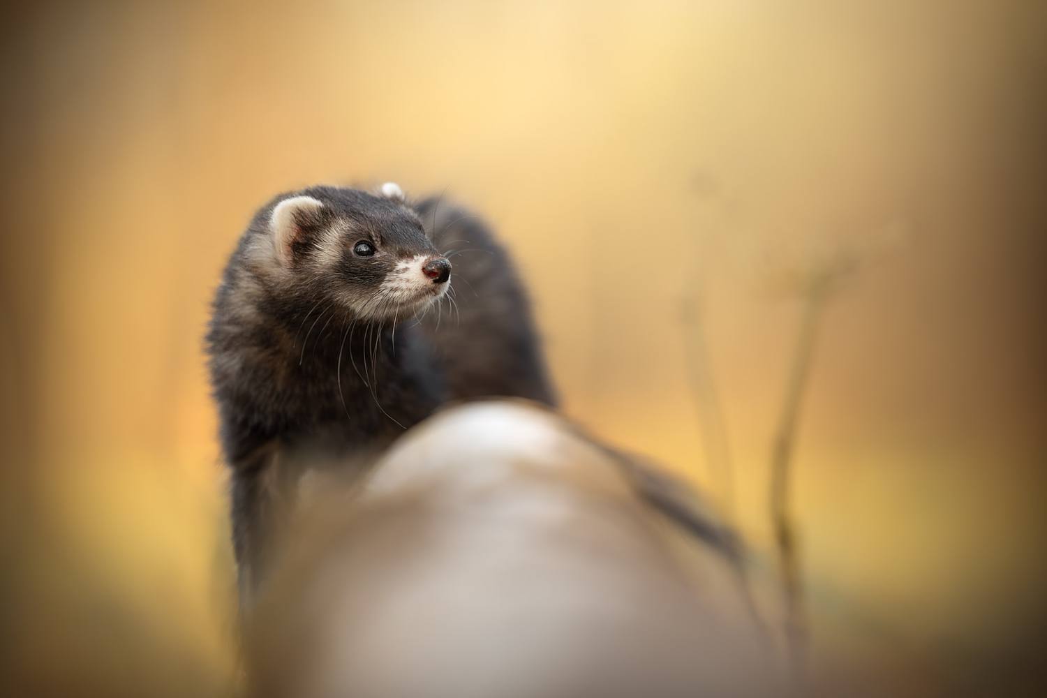 NLS Dierenfotografie
