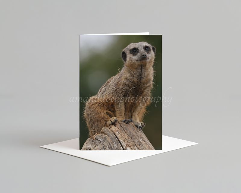 Meerkat Card Pack