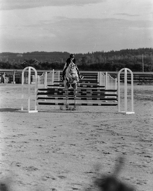 horse