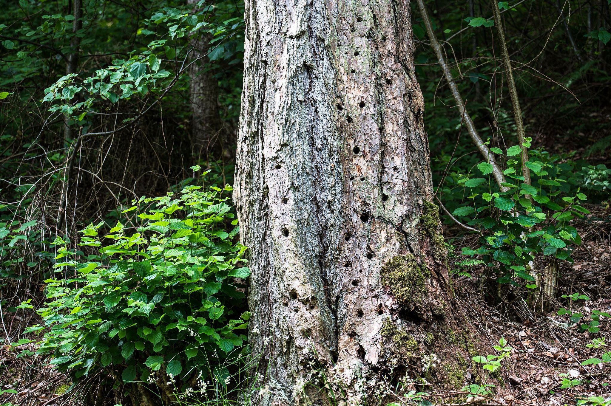 Im Burgdorfer Pleerwald