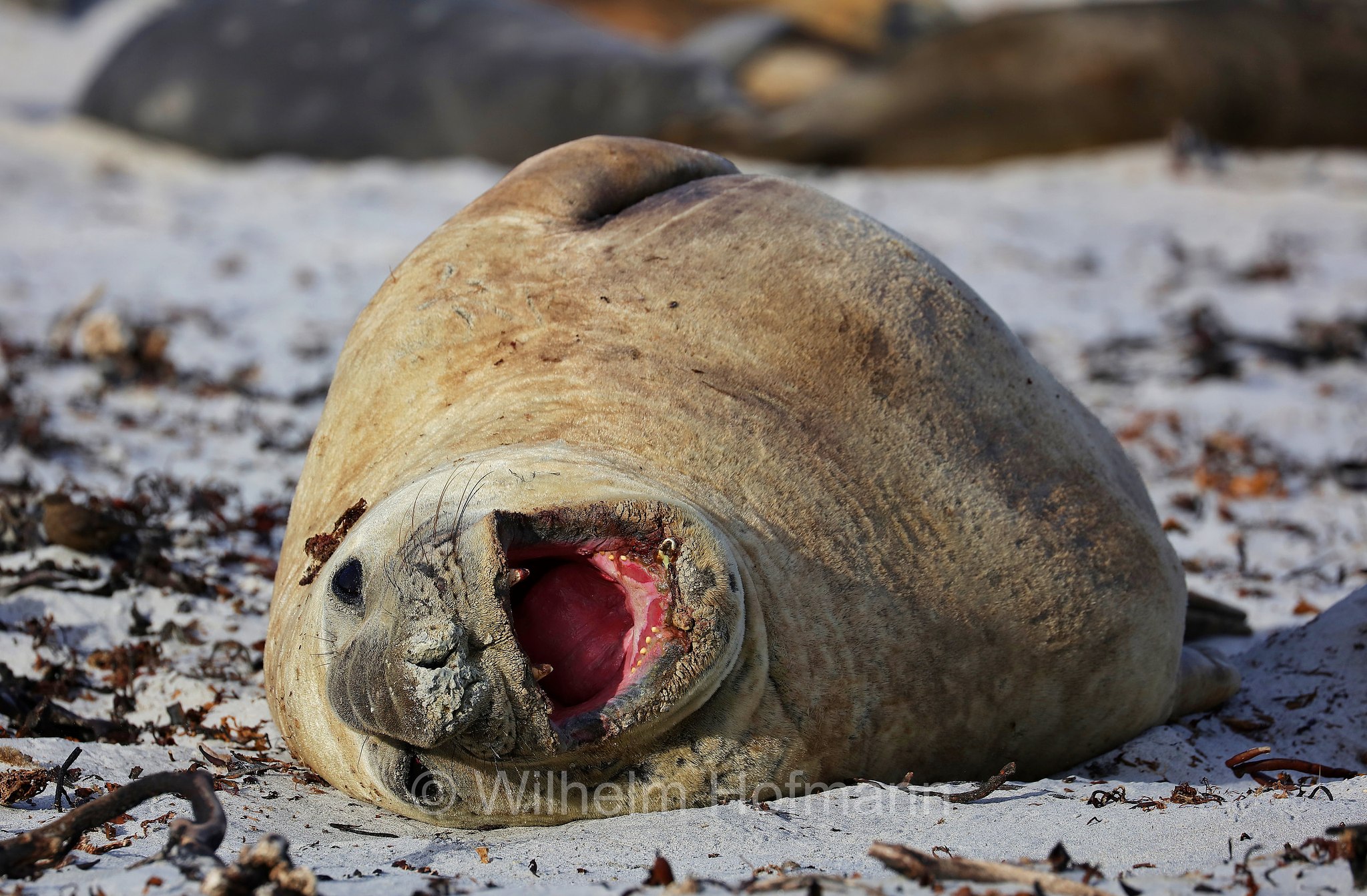 southern elephant seal, Südlicher See-Elefant, elefante marino meridionale, Mirounga leonina, Sealion Island, Sea Lion Island, Isla de los Leones Marinos, Falkland Islands, Falklandinseln, Isole Falkland