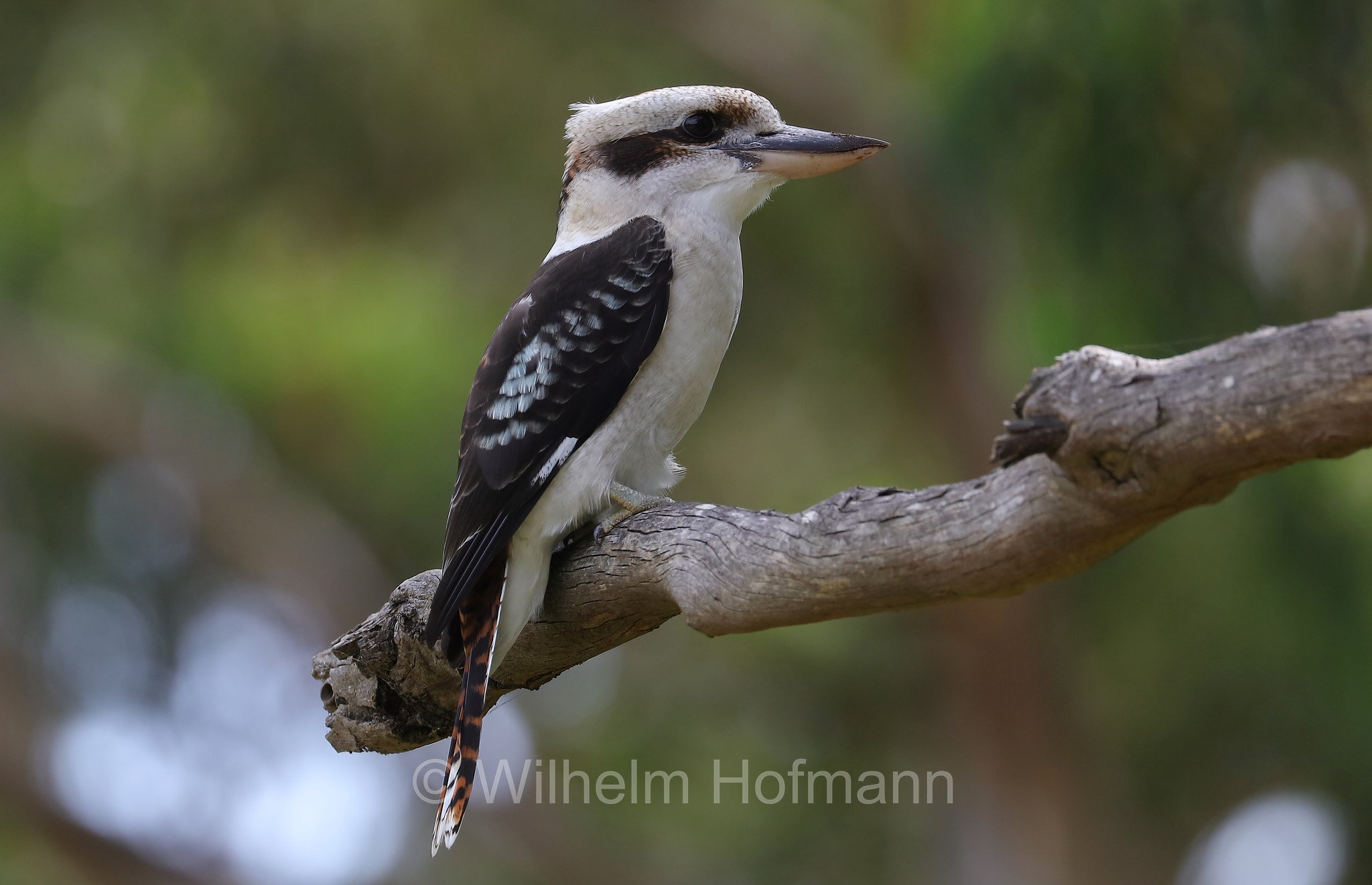 laughing kookaburra, Jägerliest, Lachender Hans, Kookaburra, kookaburra sghignazzante, Dacelo novaeguineae, Manna Gum Drive, Great Otway National Park, Great-Otway-Nationalpark, parco nazionale Great Otway, Victoria, Australia, Australien