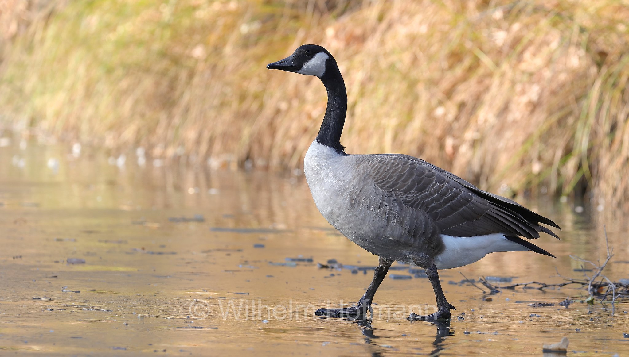 Branta canadensis, Canada goose, Kanadagans, oca del Canada, oca canadese, Kildonan Park, Winnipeg, Manitoba, Canada, Kanada