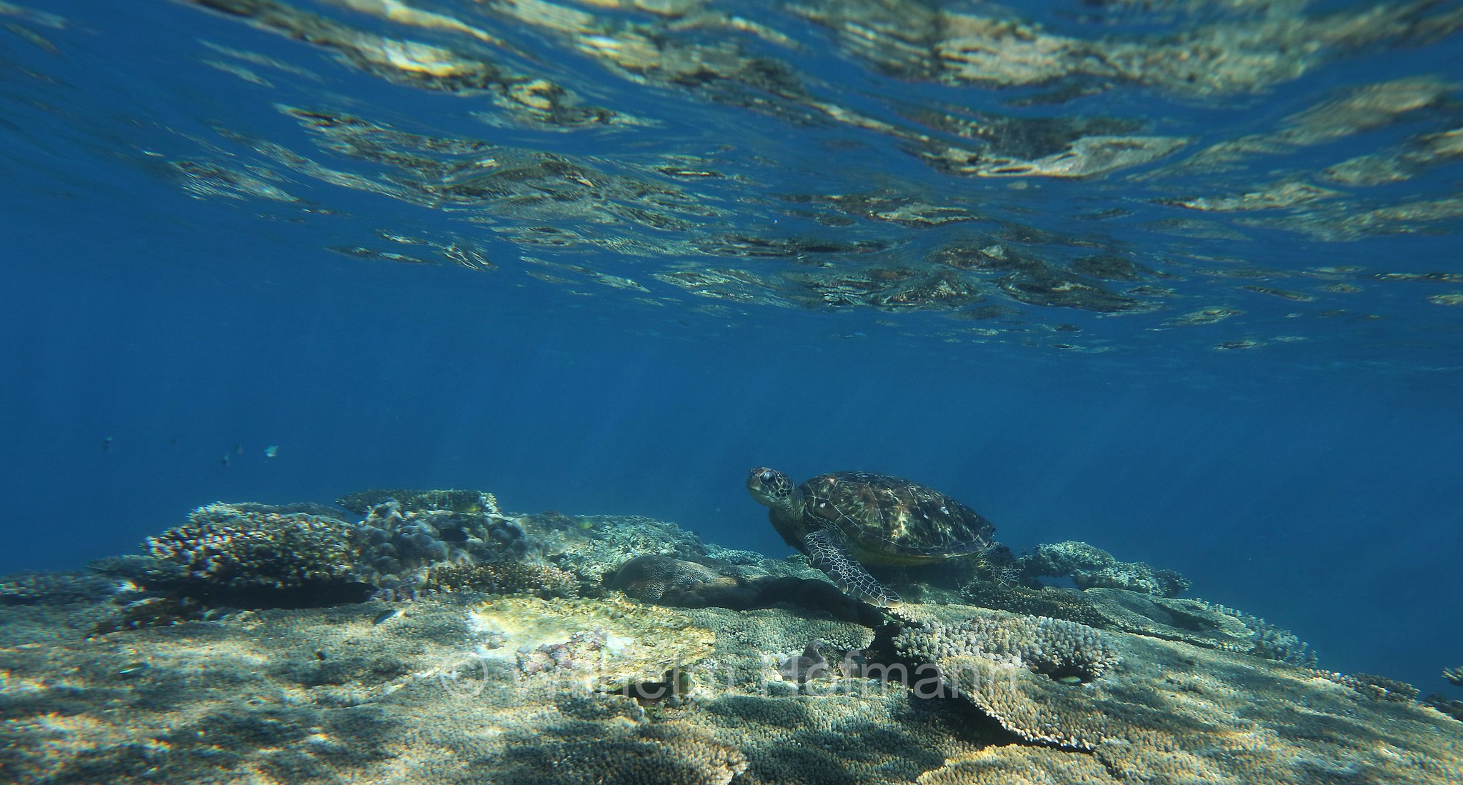 Chelonia mydas, green sea turtle, green turtle, black sea turtle, Pacific green turtle, Grüne Meeresschildkröte, tartaruga verde, Ningaloo Reef, Ningaloo Coast, Ningaloo Marine Park, Ningaloo Commonwealth Marine Reserve, Costa di Ningaloo, Western Australia, Westaustralien, Australia Occidentale, Australia, Australien