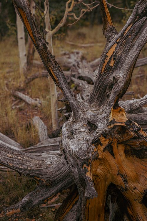 Weathered Wood
