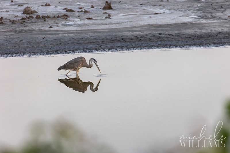 BIRDING