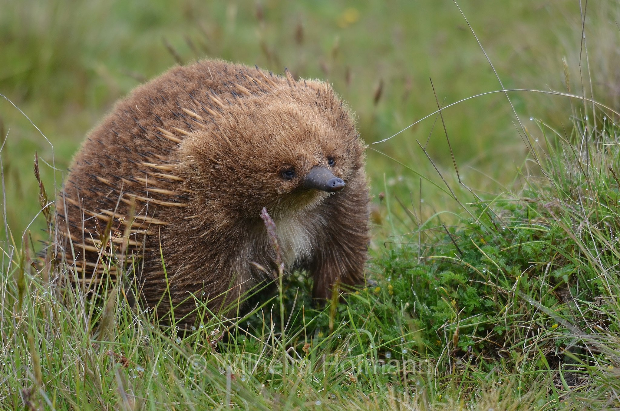 short-beaked echidna, common echidna, short-nosed echidna, Kurzschnabeligel, Kurzschnabel-Ameisenigel, echidna istrice, echidna dal becco corto, Tachyglossus aculeatus, Central Highlands, Tasmania, Tasmanien, Australia, Australien