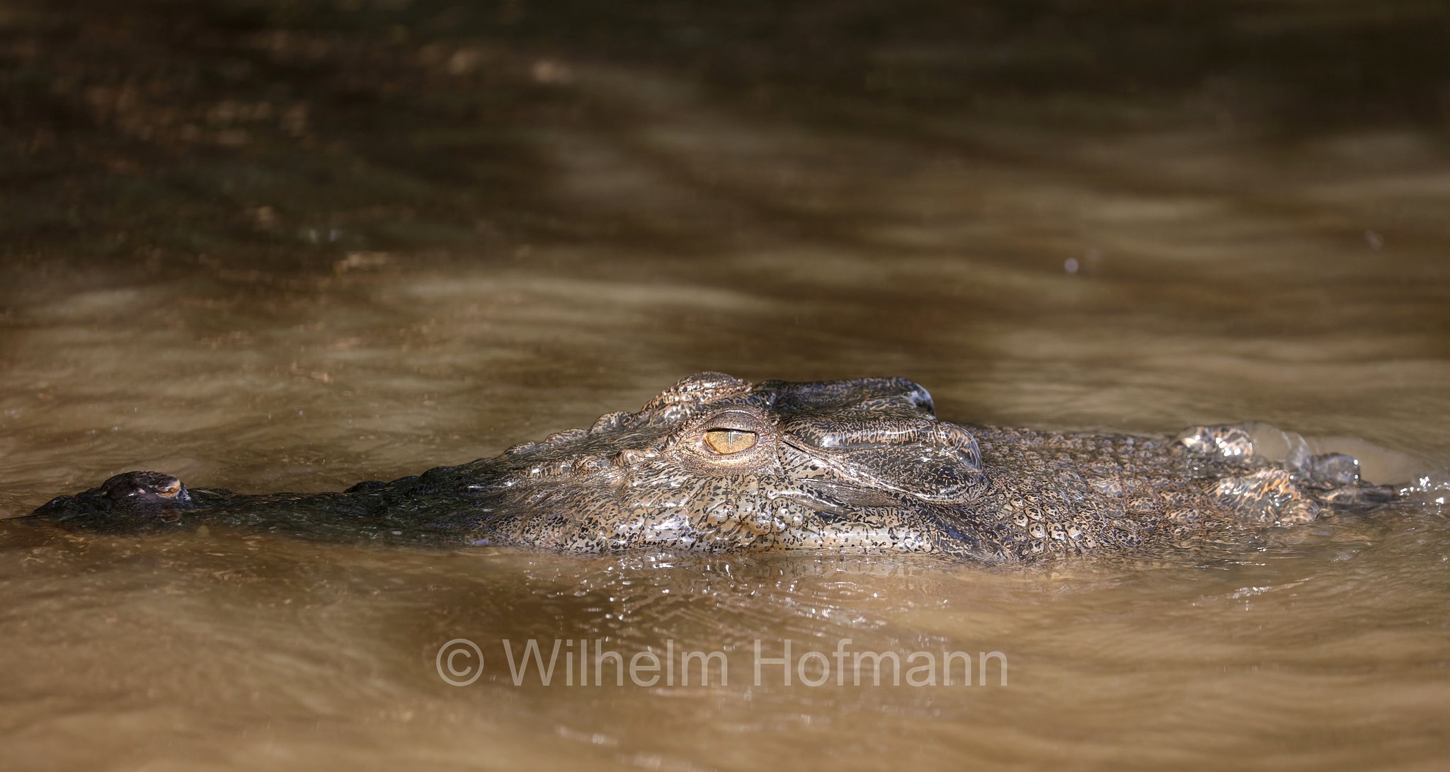 Crocodylus porosus, saltwater crocodile, Leistenkrokodil, Salzwasserkrokodil, coccodrillo marino, coccodrillo estuarino, Daintree River, Daintree National Park, Daintree-Nationalpark, parco nazionale di Daintree, Queensland, Australia, Australien