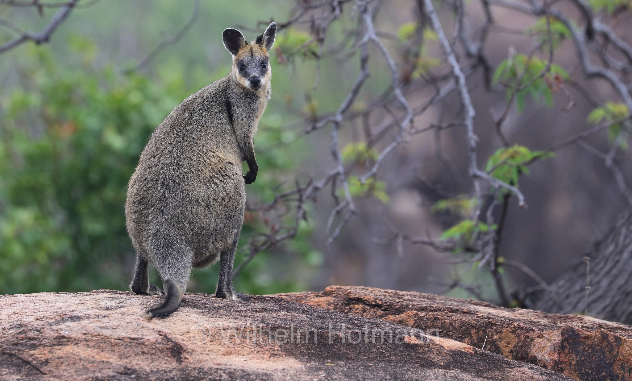 swamp wallaby, black wallaby, black-tailed wallaby, fern wallaby, black pademelon, stinker, black stinker, Sumpfwallaby, wallabia, wallabia delle paludi, Wallabia bicolor, Bluff Walk, Undara Volcanic National Park, Undara-Volcanic-Nationalpark, parco nazionale Undara Volcanic, Queensland, Australia, Australien