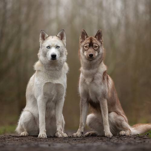 HONDEN