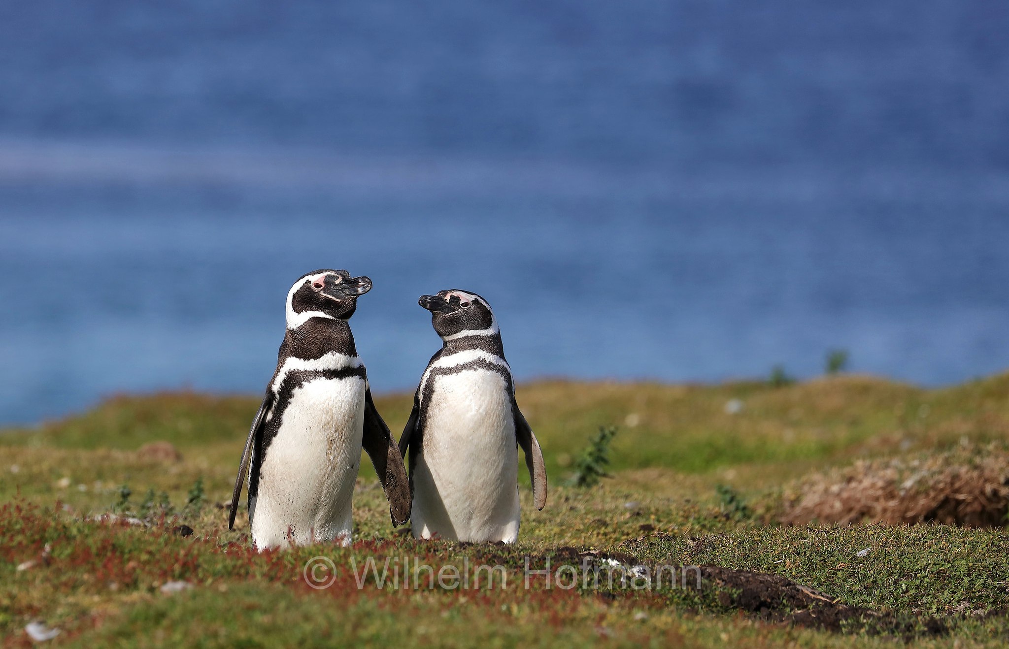 Magellanic penguin, Magellanpinguin, Pinguino di Magellano, Spheniscus magellanicus, Bleaker Island, Isla María, Falkland Islands, Falklandinseln, Isole Falkland