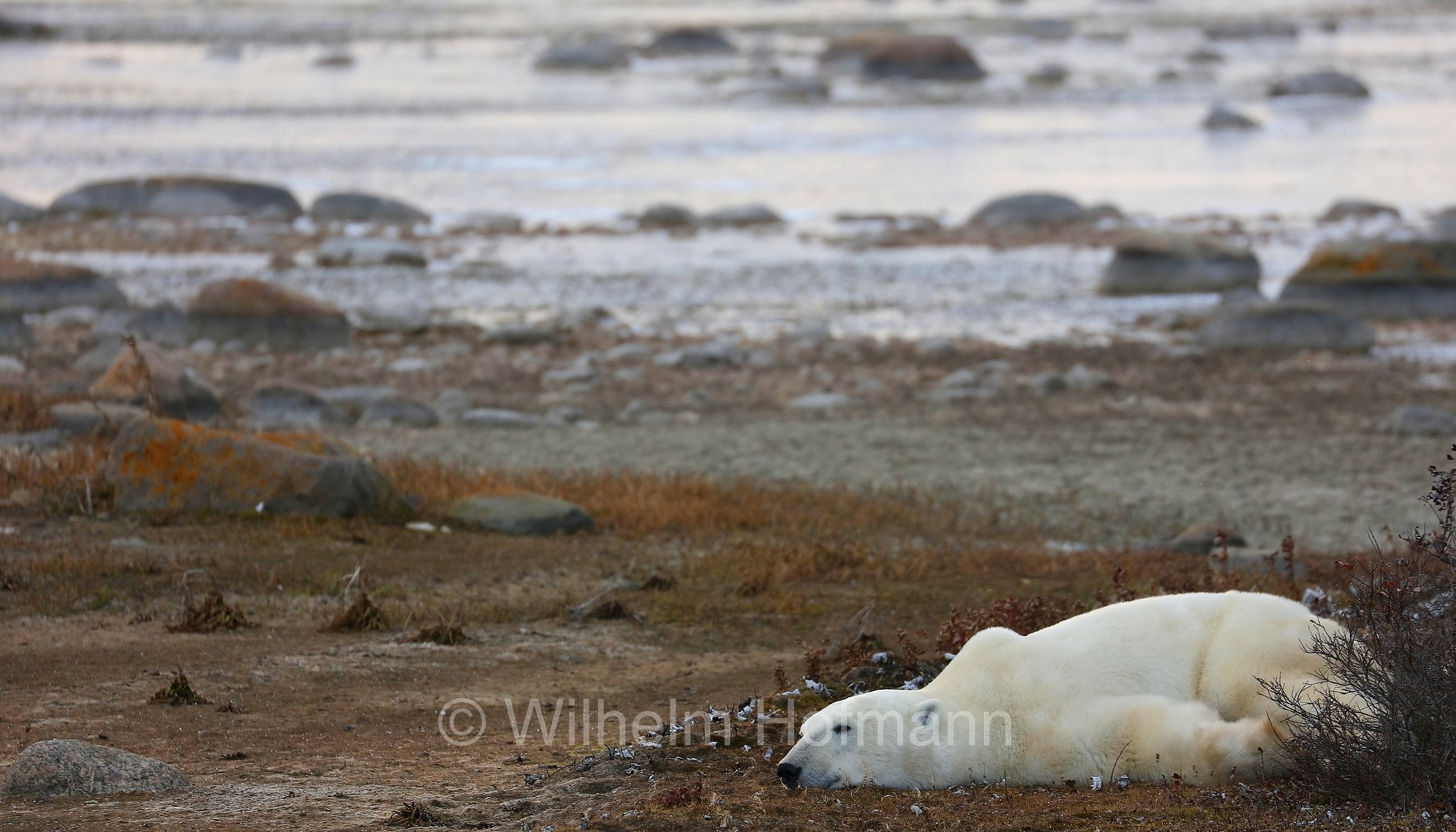 Ursus maritimus, polar bear, Eisbär, Polarbär, orso polare, orso bianco, Polar Bear Reserve, Churchill, Manitoba, Canada, Kanada