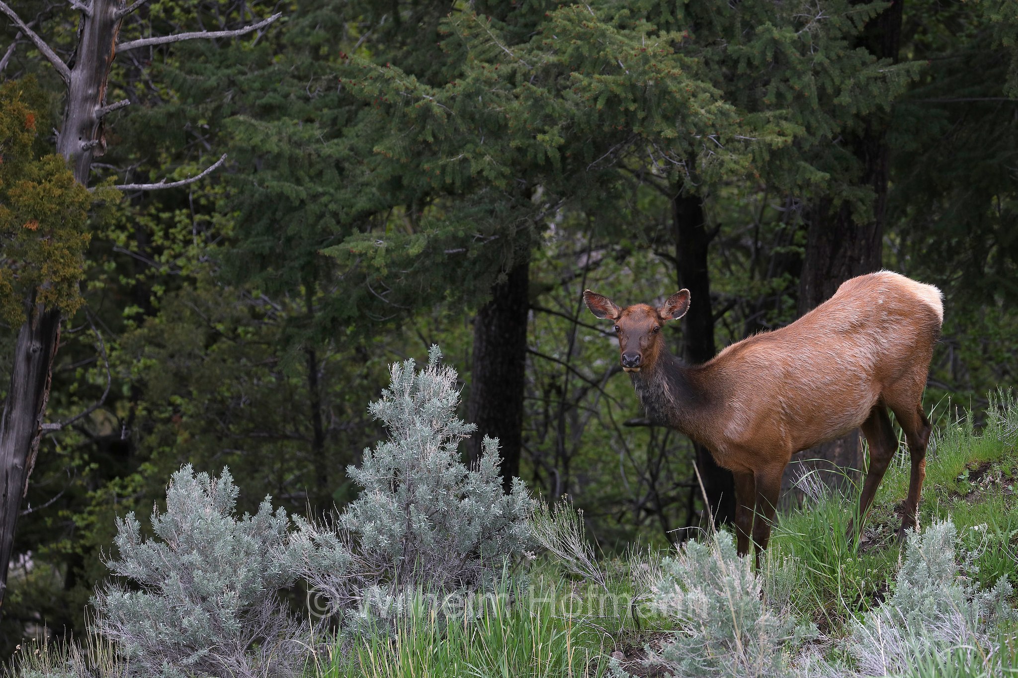 Cervus canadensis nelsoni, Rocky Mountain elk, Rocky-Mountain-Wapiti, wapiti delle Montagne Rocciose, Mammoth Hot Springs, Yellowstone National Park, Yellowstone-Nationalpark﻿, parco nazionale di Yellowstone, Wyoming, USA