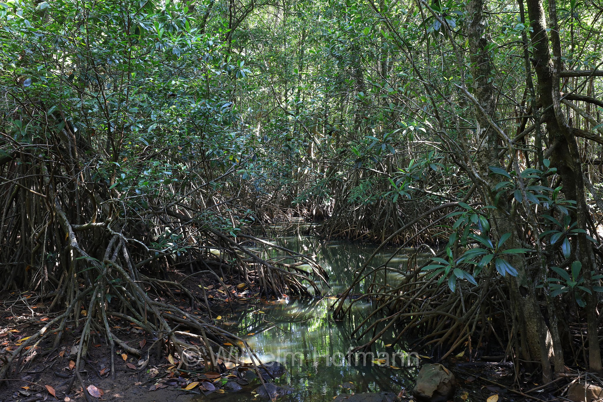 Mangroves, Dubuji Boardwalk, Cape Tribulation, Daintree National Park, Daintree-Nationalpark, Parco nazionale Daintree, Queensland, Australia, Australien