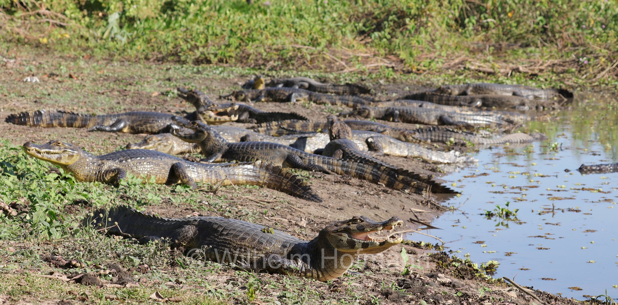 yacare caiman, jacare caiman, Paraguayan caiman, piranha caiman, red caiman, southern spectacled caiman, Brillenkaiman, caimano jacarè, Caiman yacare, Pantanal, Mato Grosso, Brazil, Brasil, Brasile, Brasilien