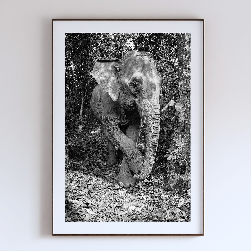 COLLECTION - GIANTS OF THE LAND VERTICAL - "Asian Elephant" - LIMITED EDITION 5 of 5