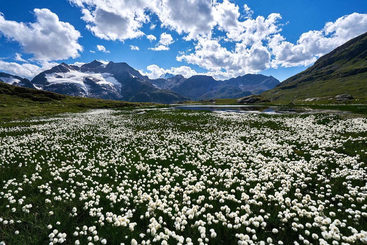Wollgras am Berninapass